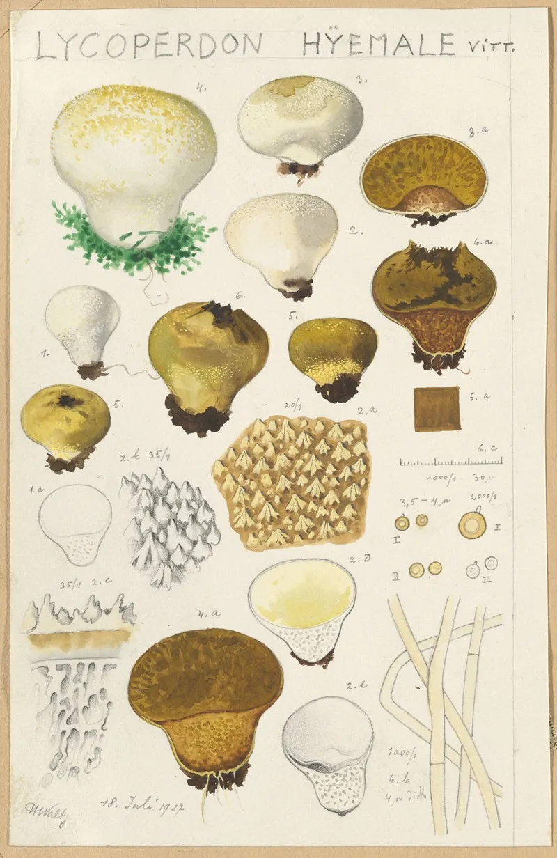 Lycoperdon Hyemale Wall Art by Hans Walty - High-Resolution Digital Print