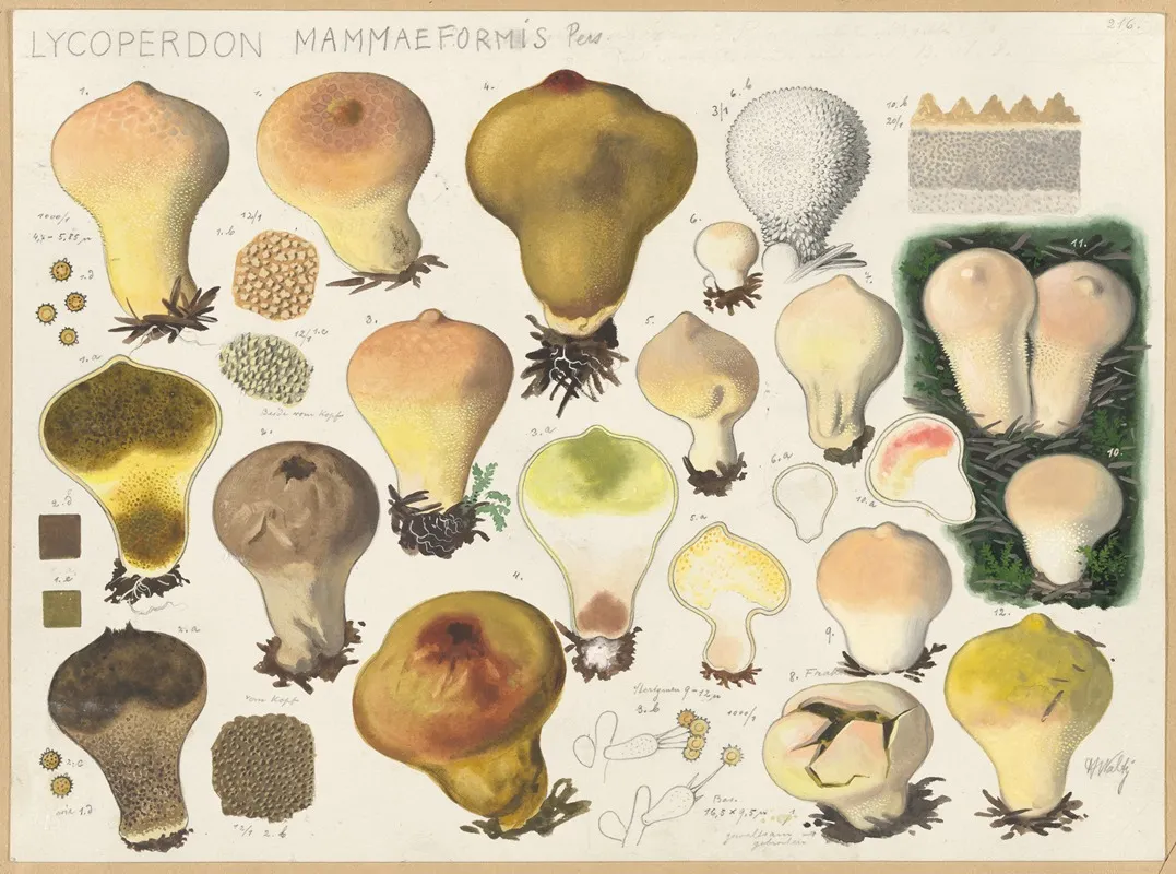 Lycoperdon Mammaeformis Pers Wall Art by Hans Walty - High-Resolution Digital Print