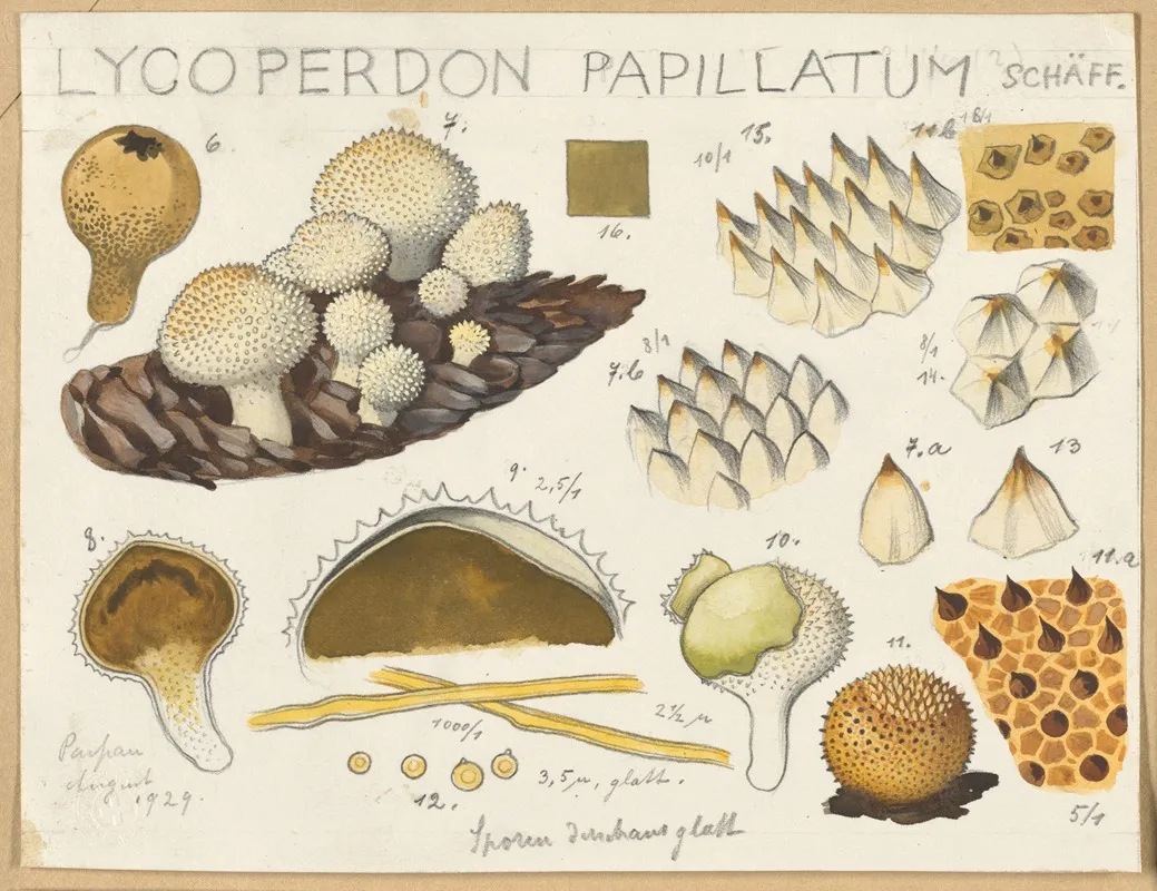 Lycoperdon Papillatum Wall Art by Hans Walty - High-Resolution Digital Print