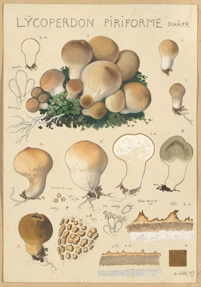 Lycoperdon Piriforme Wall Art by Hans Walty - High-Resolution Digital Print