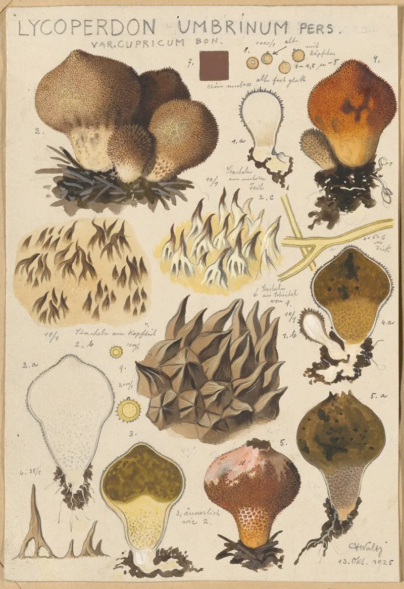Lycoperdon Umbrinum Wall Art by Hans Walty - High-Resolution Digital Print