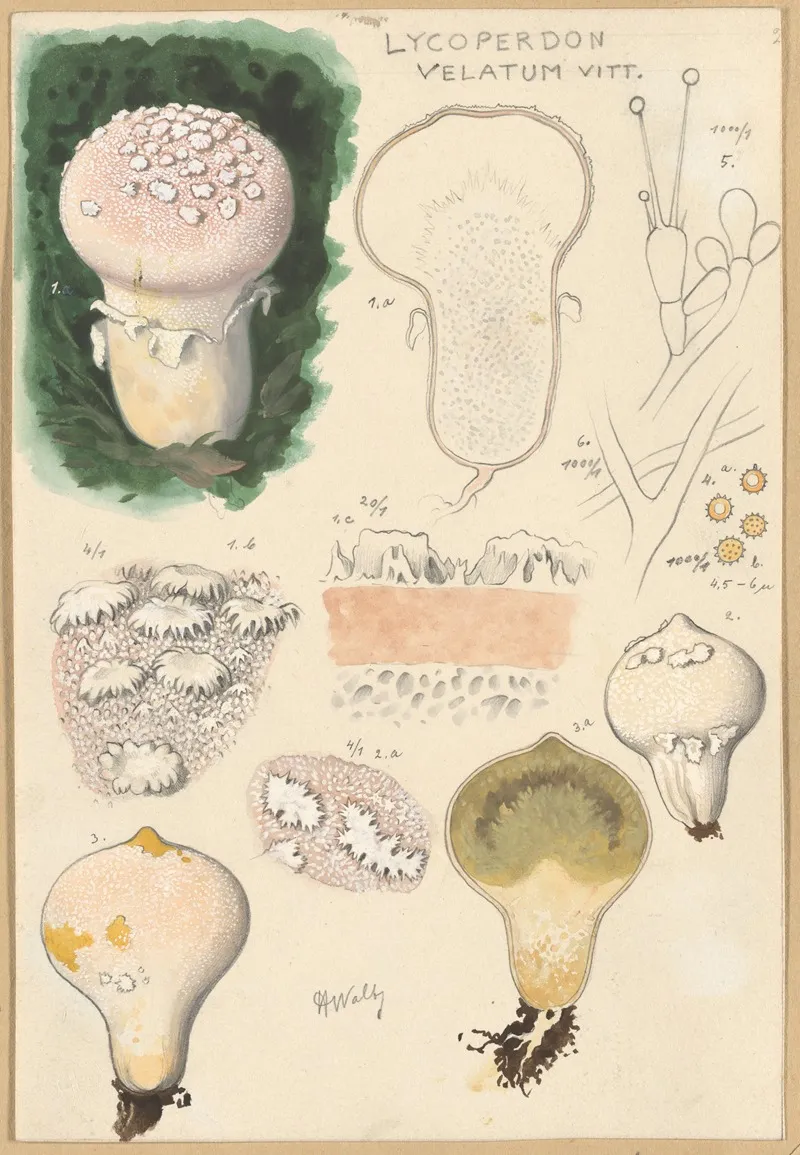 Lycoperdon Velatum Wall Art by Hans Walty - High-Resolution Digital Print