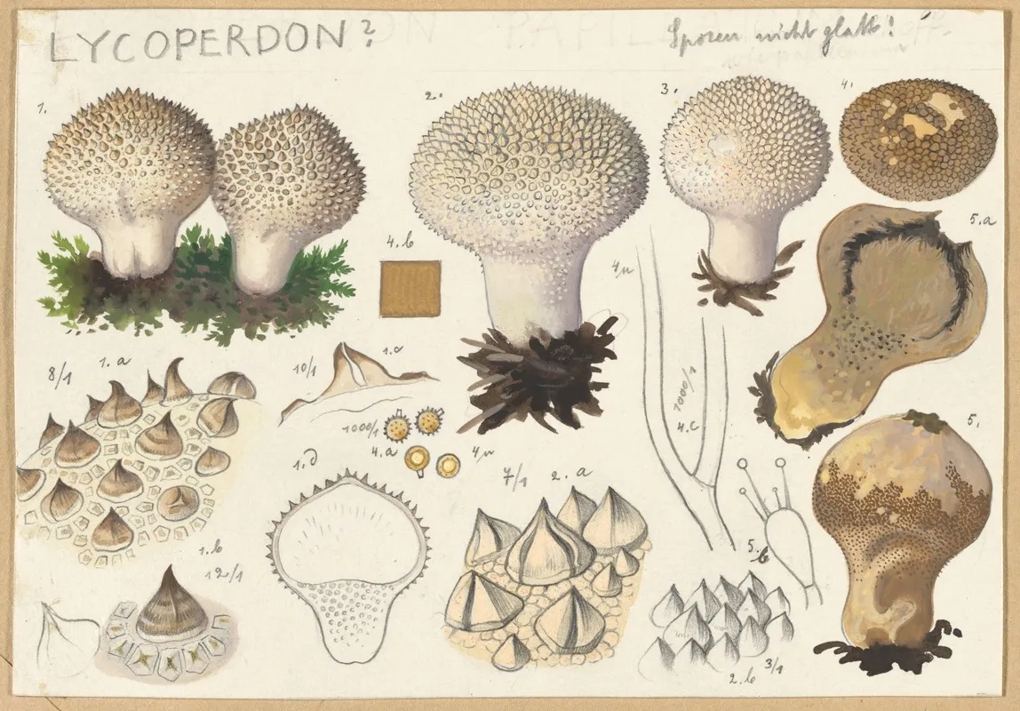 Lycoperdon Wall Art by Hans Walty - High-Resolution Digital Print