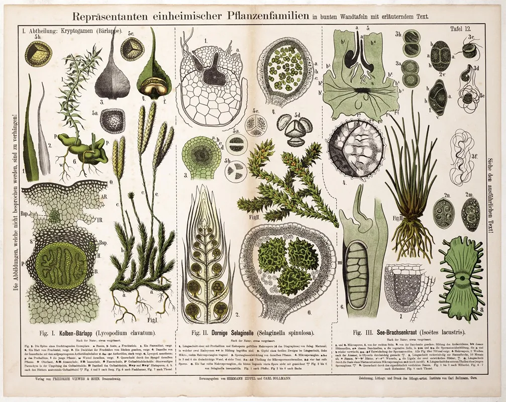 Lycopodium Clavatum Selaginella Spinulosa Isoetes Lacustris Wall Art by Hermann Zippel - High-Resolution Digital Print