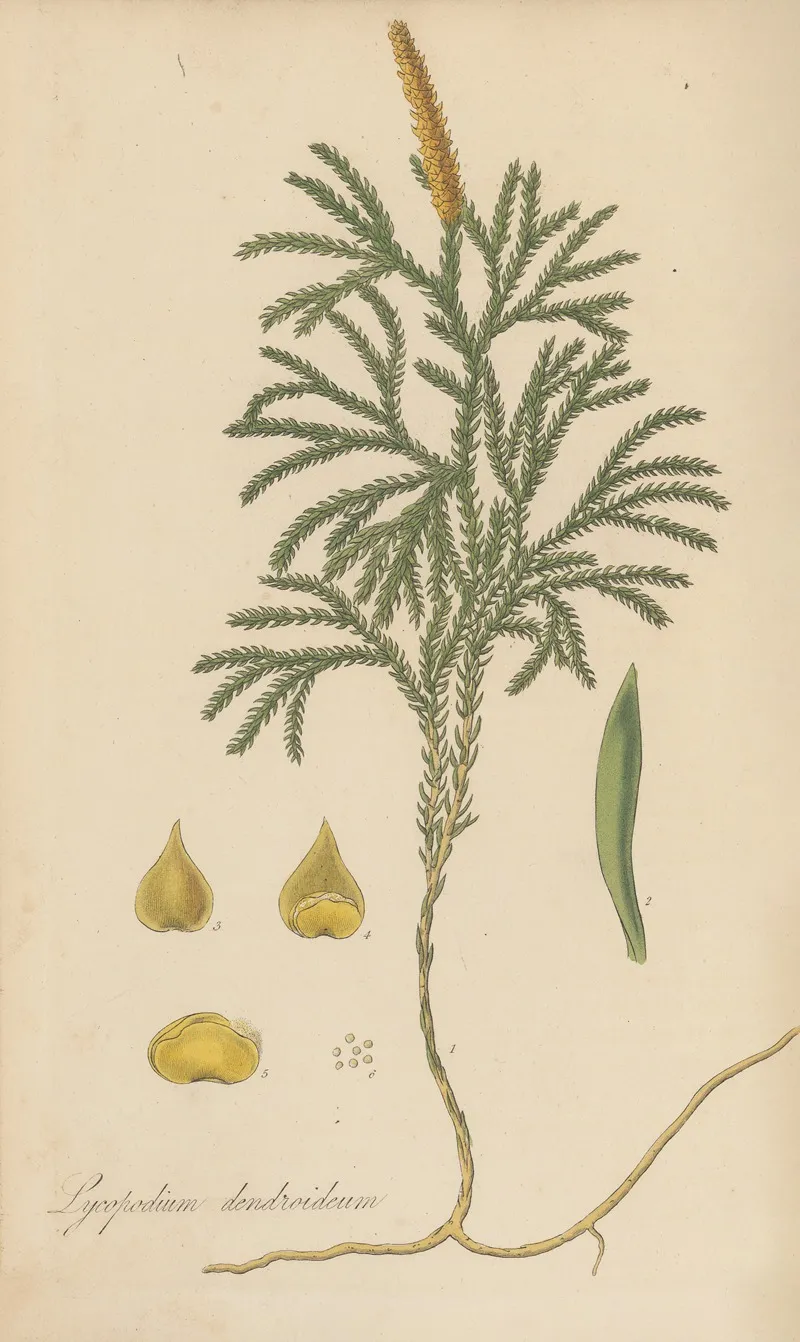 Lycopodium Dendroideum Wall Art by William Jackson Hooker - High-Resolution Digital Print