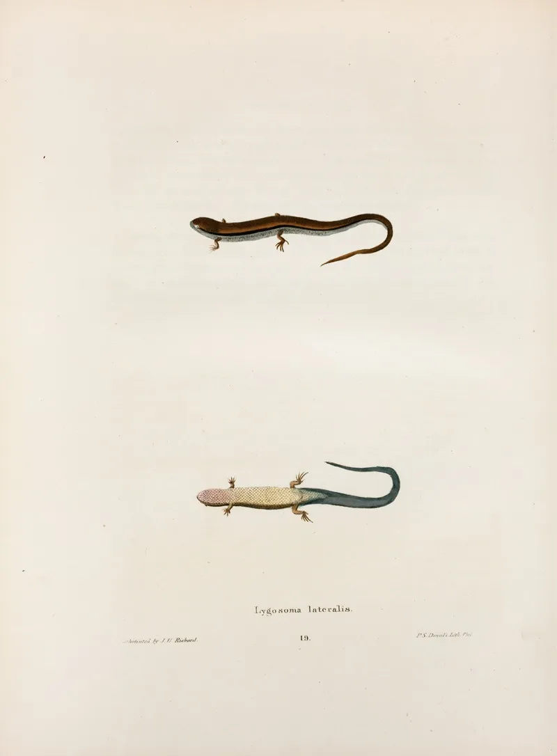 Lygosoma Lateralis Wall Art by John Edwards Holbrook - High-Resolution Digital Print
