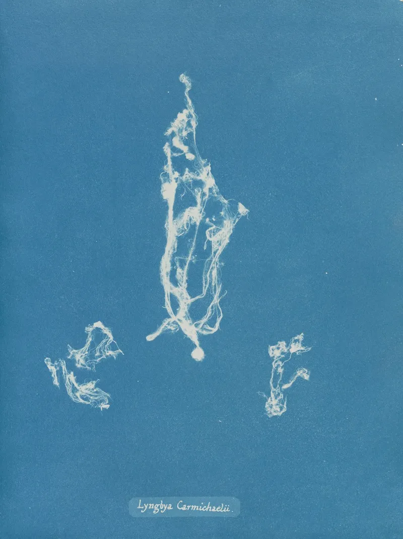 Lyngbya Carmichaelii Wall Art by Anna Atkins - High-Resolution Digital Print