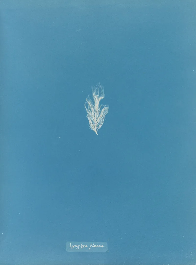 Lyngbya Flacca Wall Art by Anna Atkins - High-Resolution Digital Print