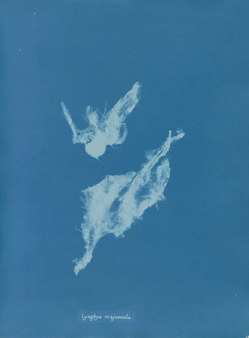 Lyngbya Majuscula Wall Art by Anna Atkins - High-Resolution Digital Print