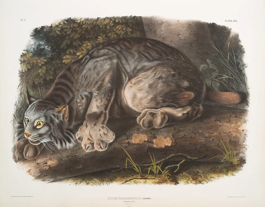 Lynx Canadensis Canada Lynx Male Wall Art by John Woodhouse Audubon - High-Resolution Digital Print