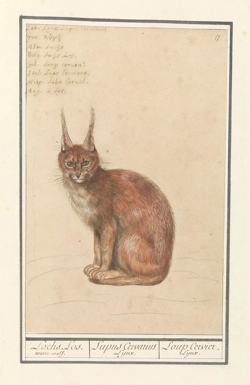 Lynx Lynx Lynx Lochs Los Weere Wolf Lupus Cervarius Lynx Loup Cervier Lynx Wall Art by Anselmus Boëtius de Boodt - High-Resolution Digital Print