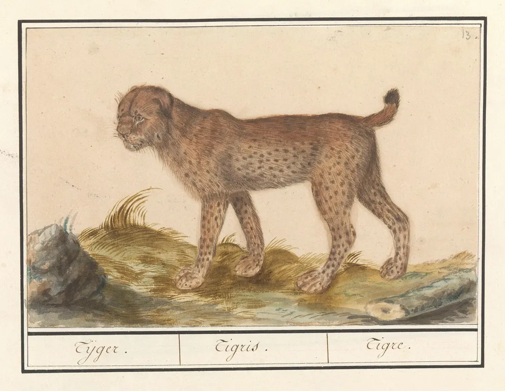 Lynx Lynx Lynx Tijger Tigris Tigre Wall Art by Anselmus Boëtius de Boodt - High-Resolution Digital Print