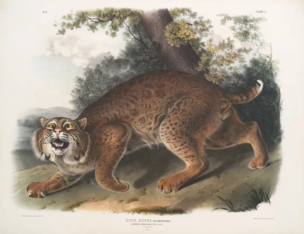 Lynx Rufus Common American Wild Cat Wall Art by John Woodhouse Audubon - High-Resolution Digital Print