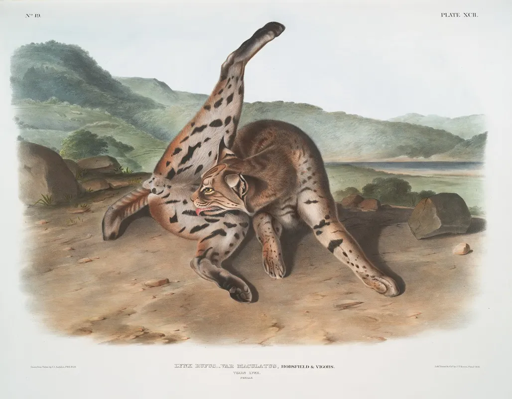 Lynx Rufus Var Maculatus Texan Lynx Female Wall Art by John Woodhouse Audubon - High-Resolution Digital Print