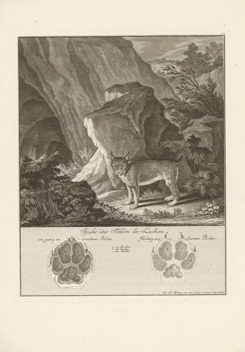 Lynx