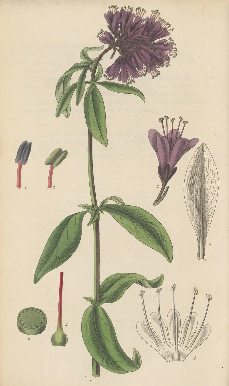 Lysimachia Atro Purpurea Wall Art by William Jackson Hooker - High-Resolution Digital Print