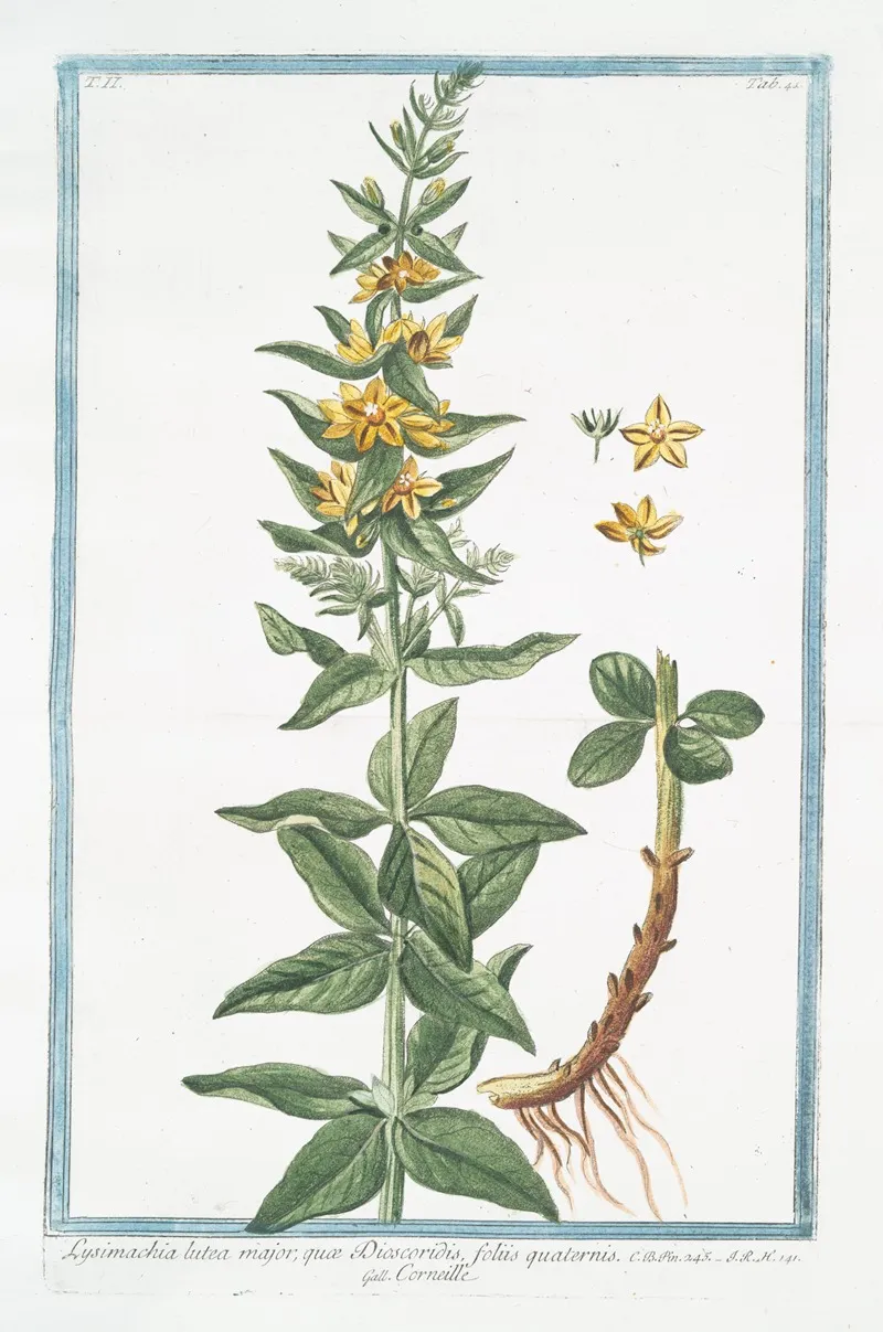 Lysimachia Lutea Major Quae Discoridis Foliis Quaternis Corneille Loosestrife