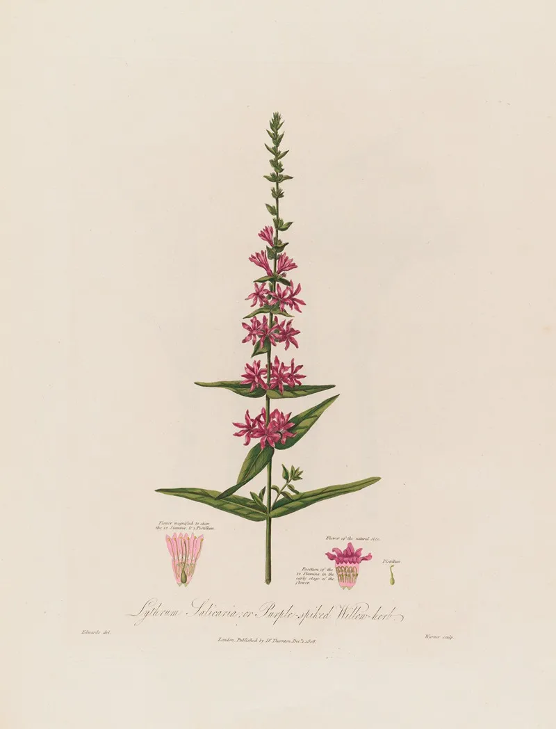 Lythrum Salicaria Or Purple Spiked Willow Herb Wall Art by Robert John Thornton - High-Resolution Digital Print