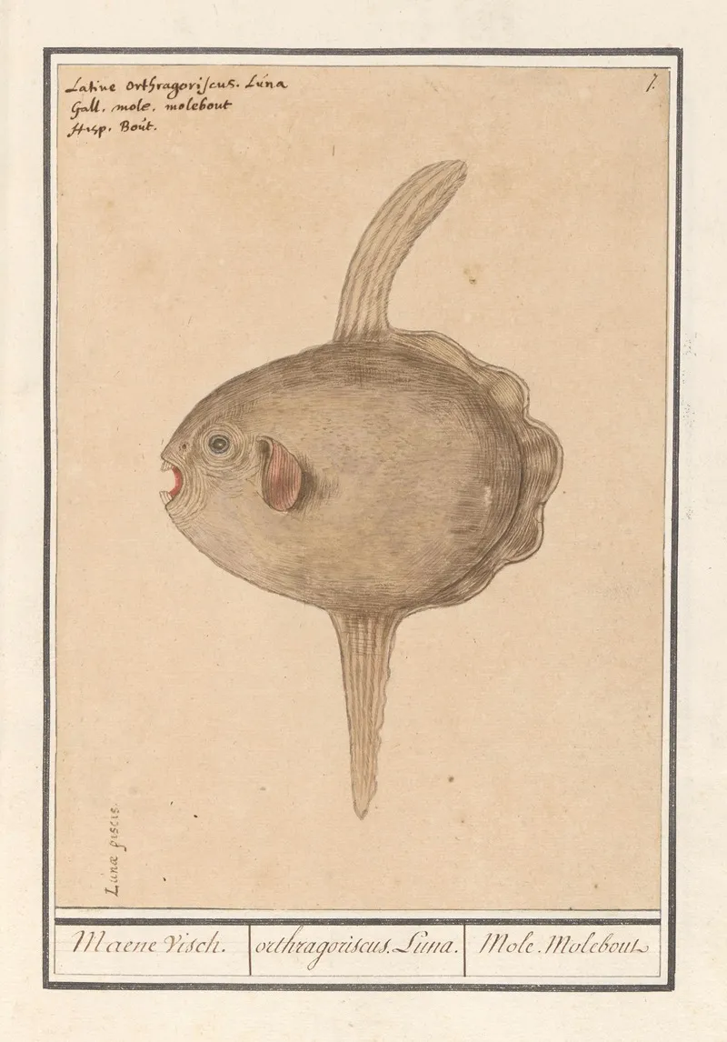 Maanvis Mola Mola Maene Visch Orthragoriscus Luna Mole Molebout Wall Art by Anselmus Boëtius de Boodt - High-Resolution Digital Print