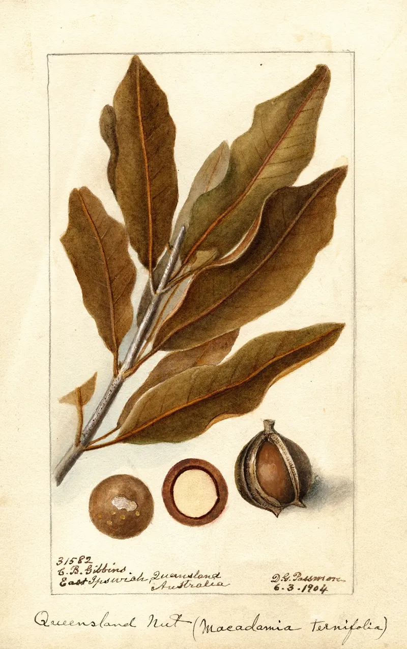 Macadamia Ternifolia Wall Art by Deborah Griscom Passmore - High-Resolution Digital Print