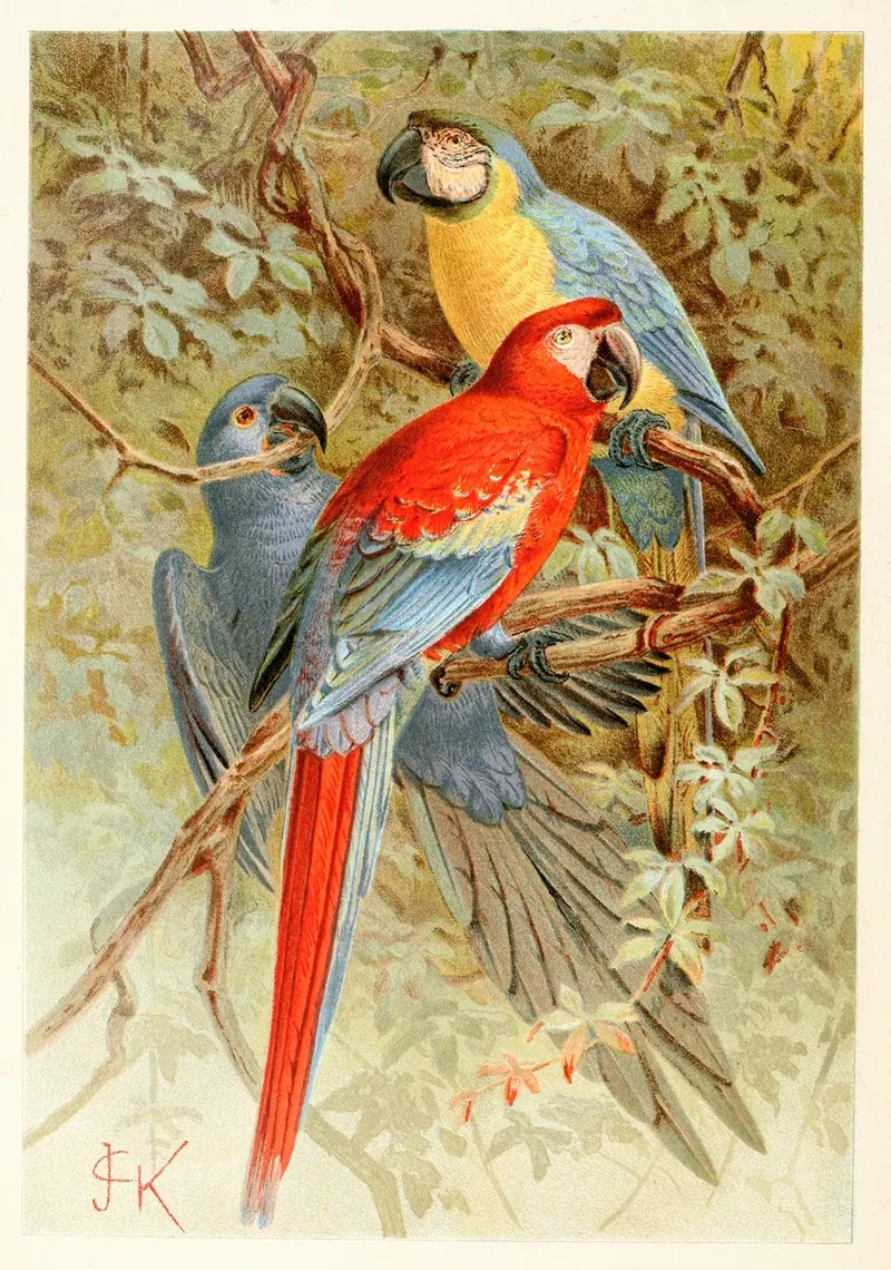 Macaws Wall Art by Anonymous - High-Resolution Digital Print