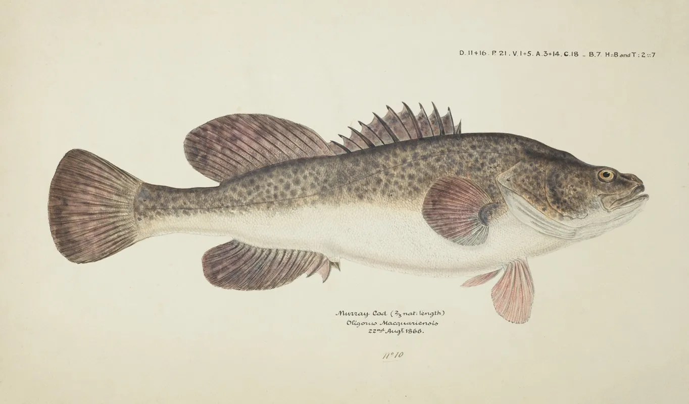 Maccullochella Sp Tas