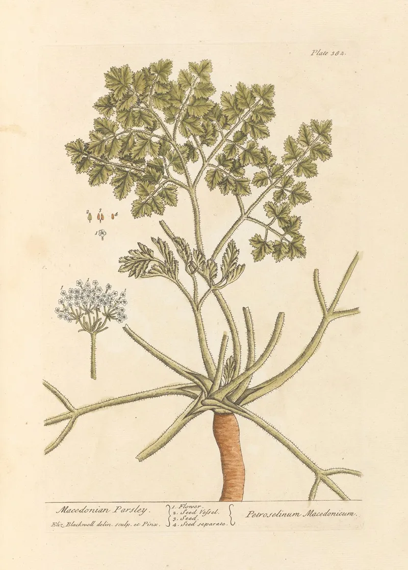 Macedonian Parsley Wall Art by Elizabeth Blackwell - High-Resolution Digital Print