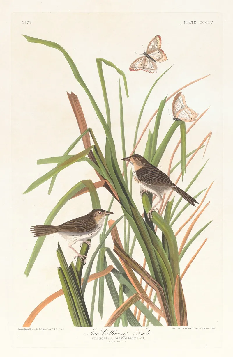 Macgillivrays Finch Wall Art by John James Audubon - High-Resolution Digital Print