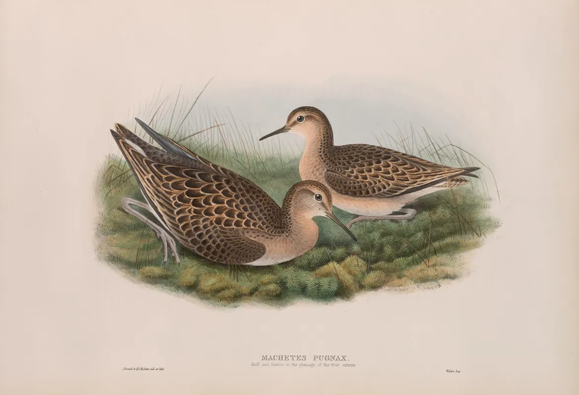 Machetes Pugnax Ruff And Reene In First Autumn Plumage Wall Art by John Gould - High-Resolution Digital Print