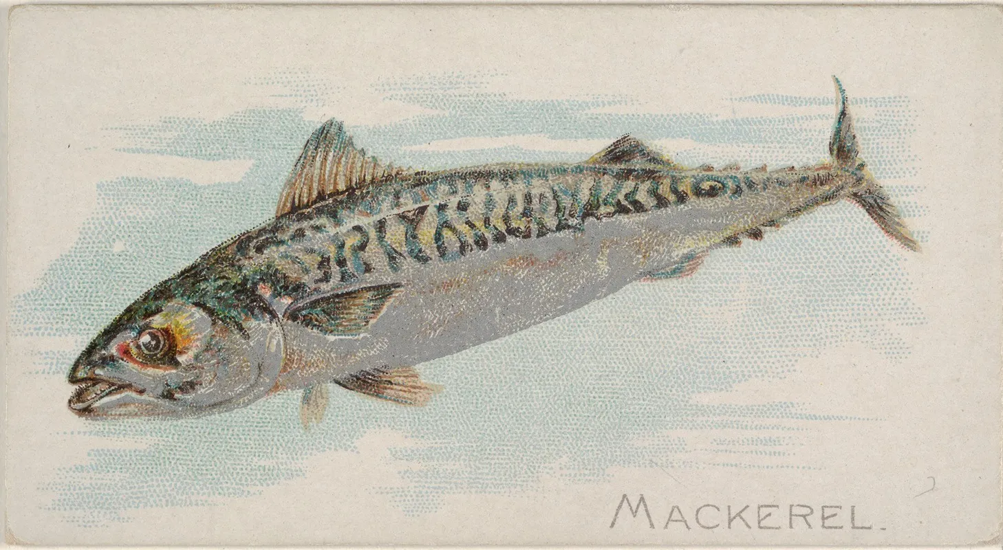 Mackerel Wall Art by Allen &amp; Ginter - High-Resolution Digital Print