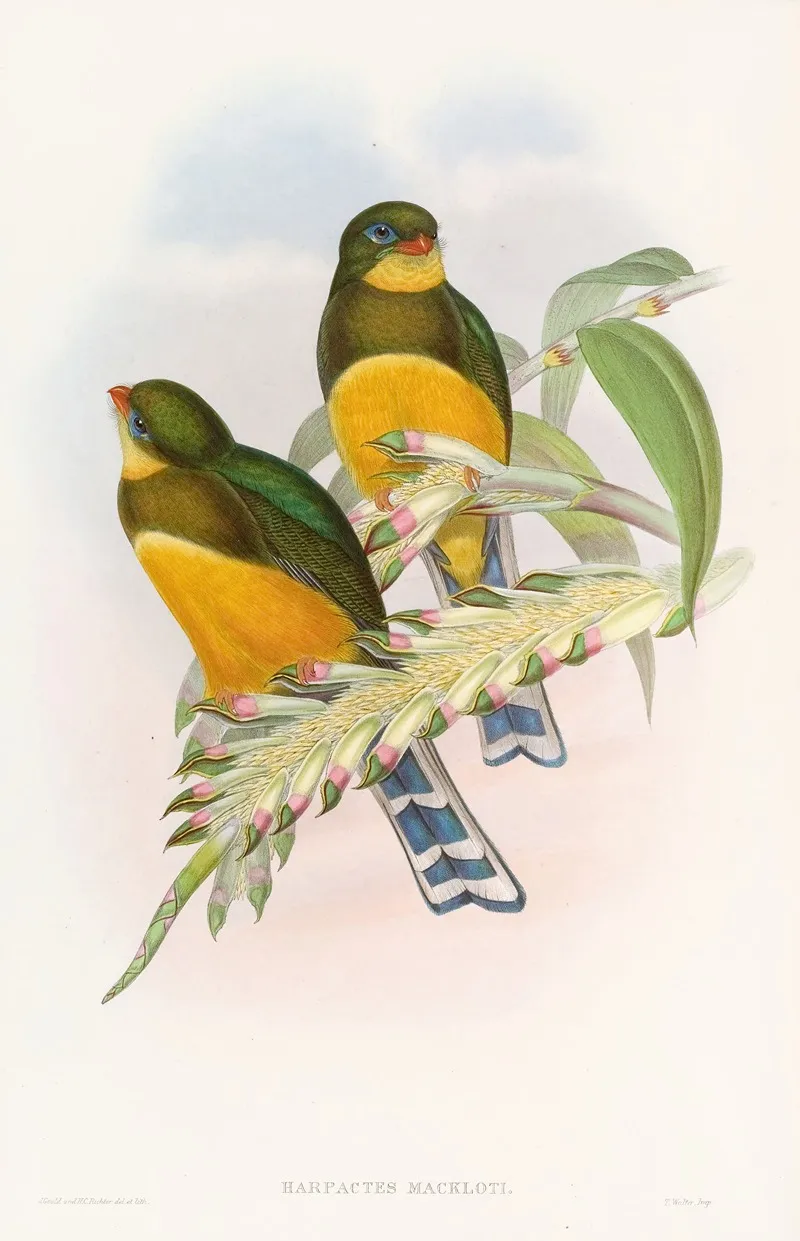 Macklots Trogon Wall Art by John Gould - High-Resolution Digital Print