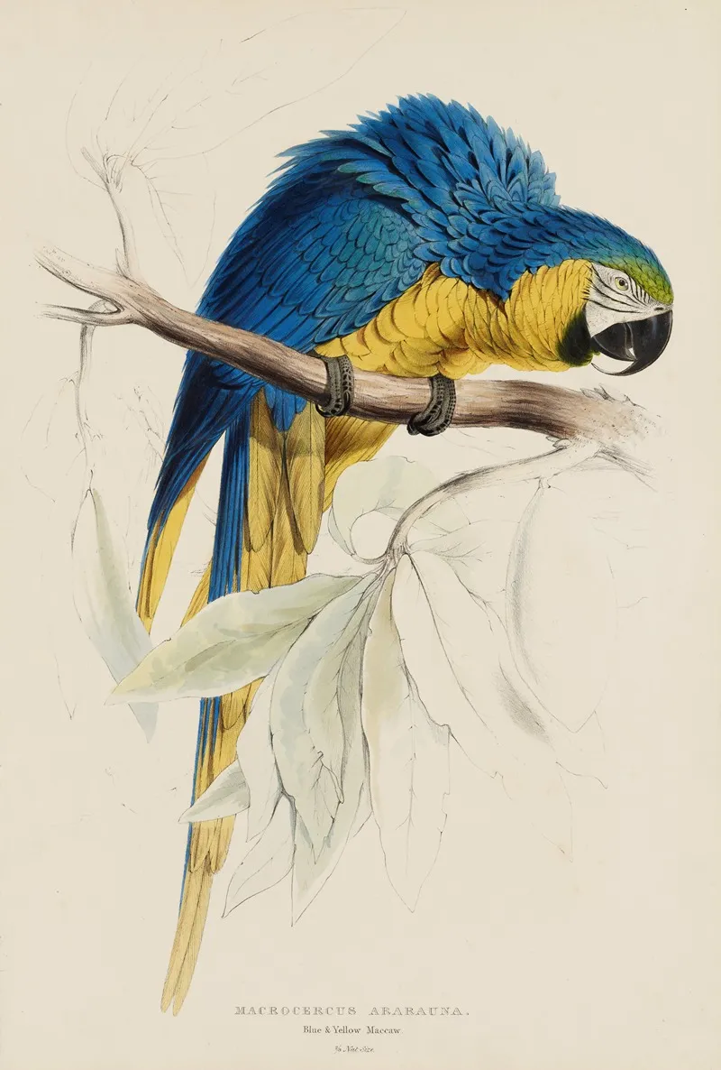 Macrocercus Ararauna Blue Yellow Macaw