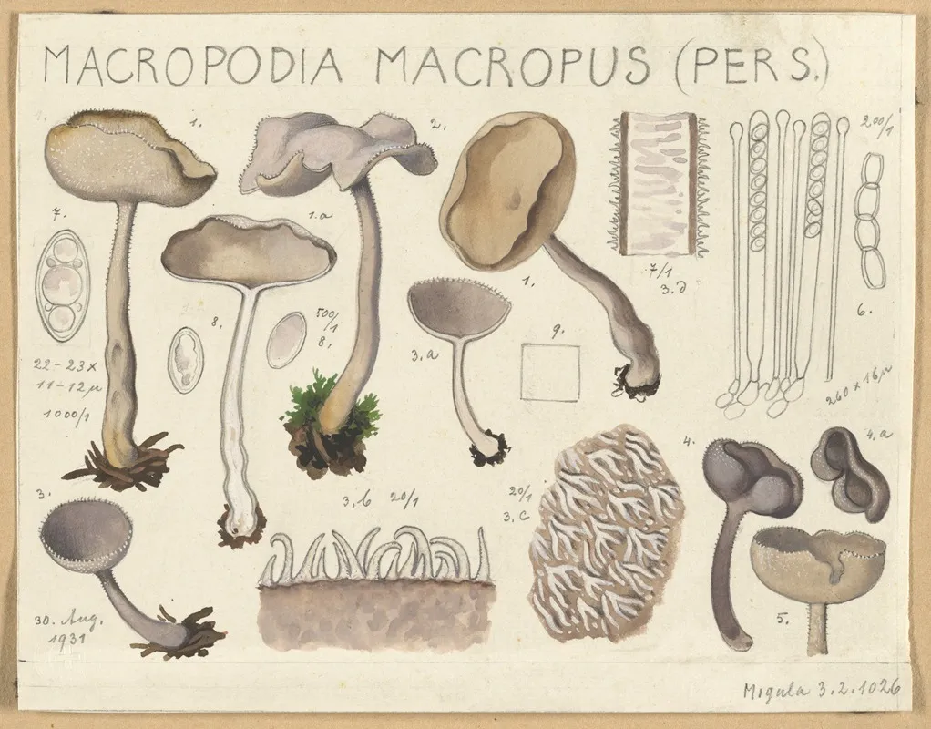 Macropodia Macropus Wall Art by Hans Walty - High-Resolution Digital Print