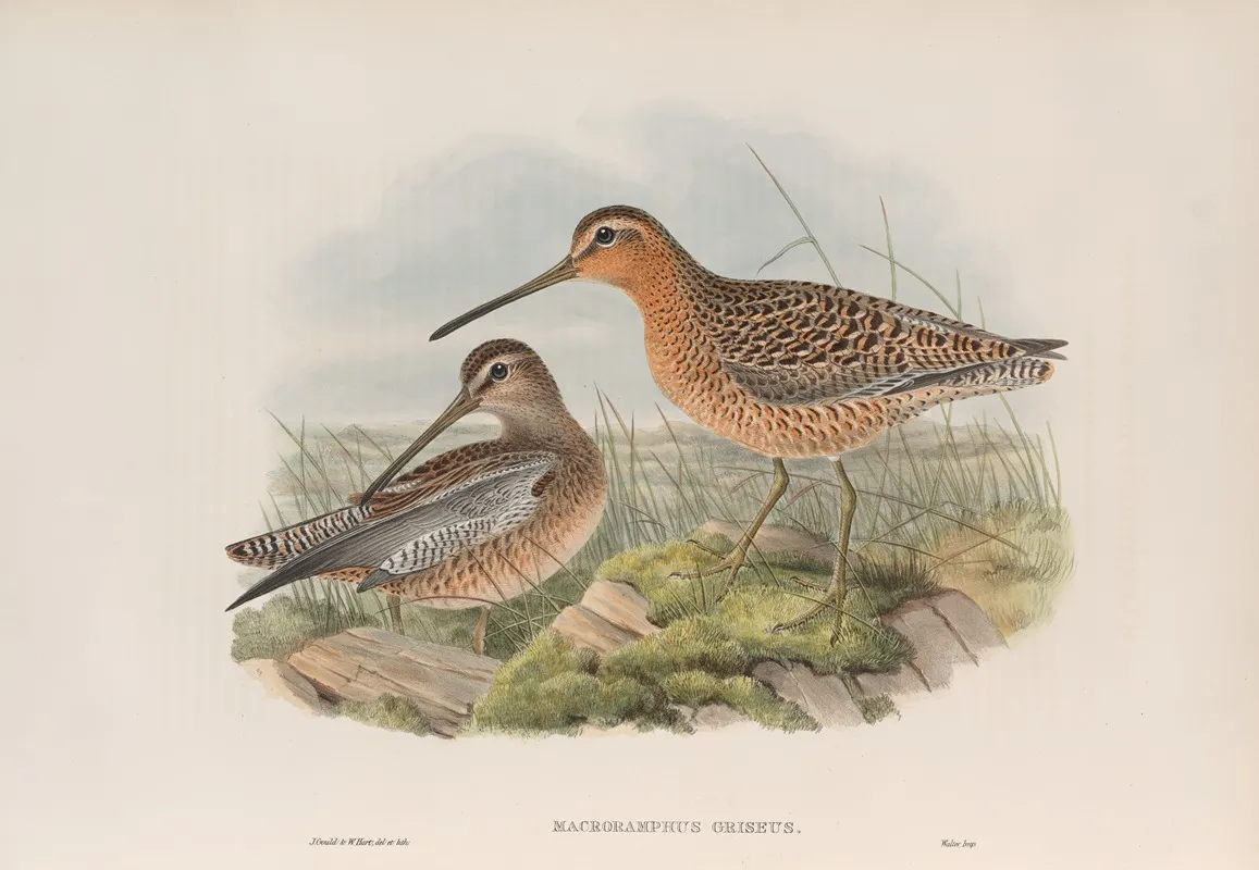 Macrorhamphus Griseus Red Breasted Or Brown Snipe Wall Art by John Gould - High-Resolution Digital Print