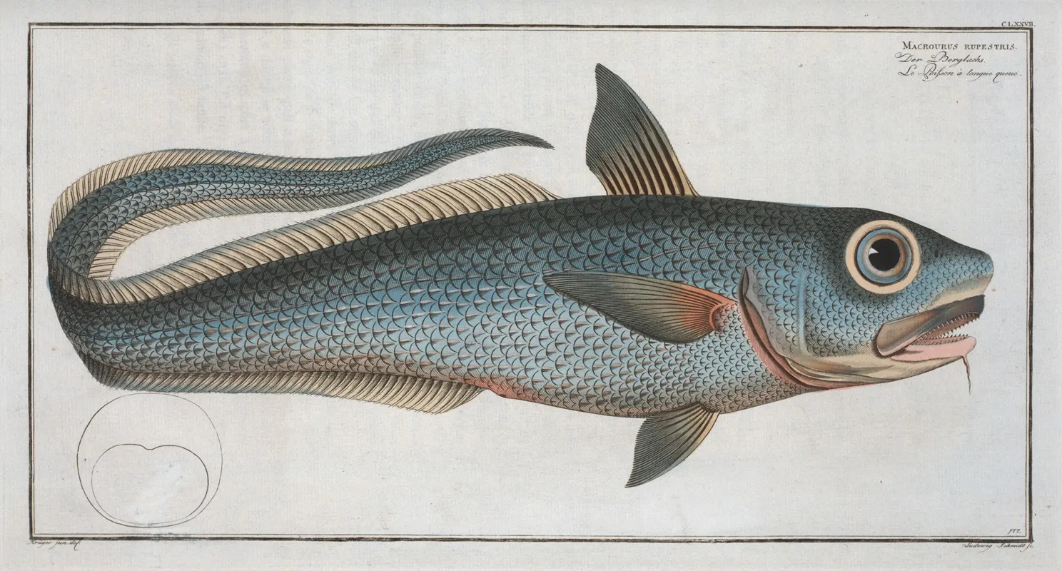 Macrourus Rupestris Wall Art by Marcus Elieser Bloch - High-Resolution Digital Print