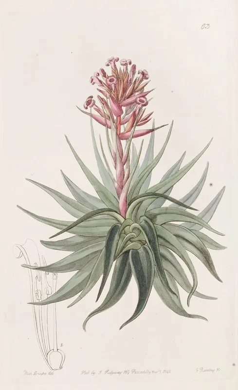 Madder Coloured Tillandsia Wall Art by Sydenham Edwards - High-Resolution Digital Print