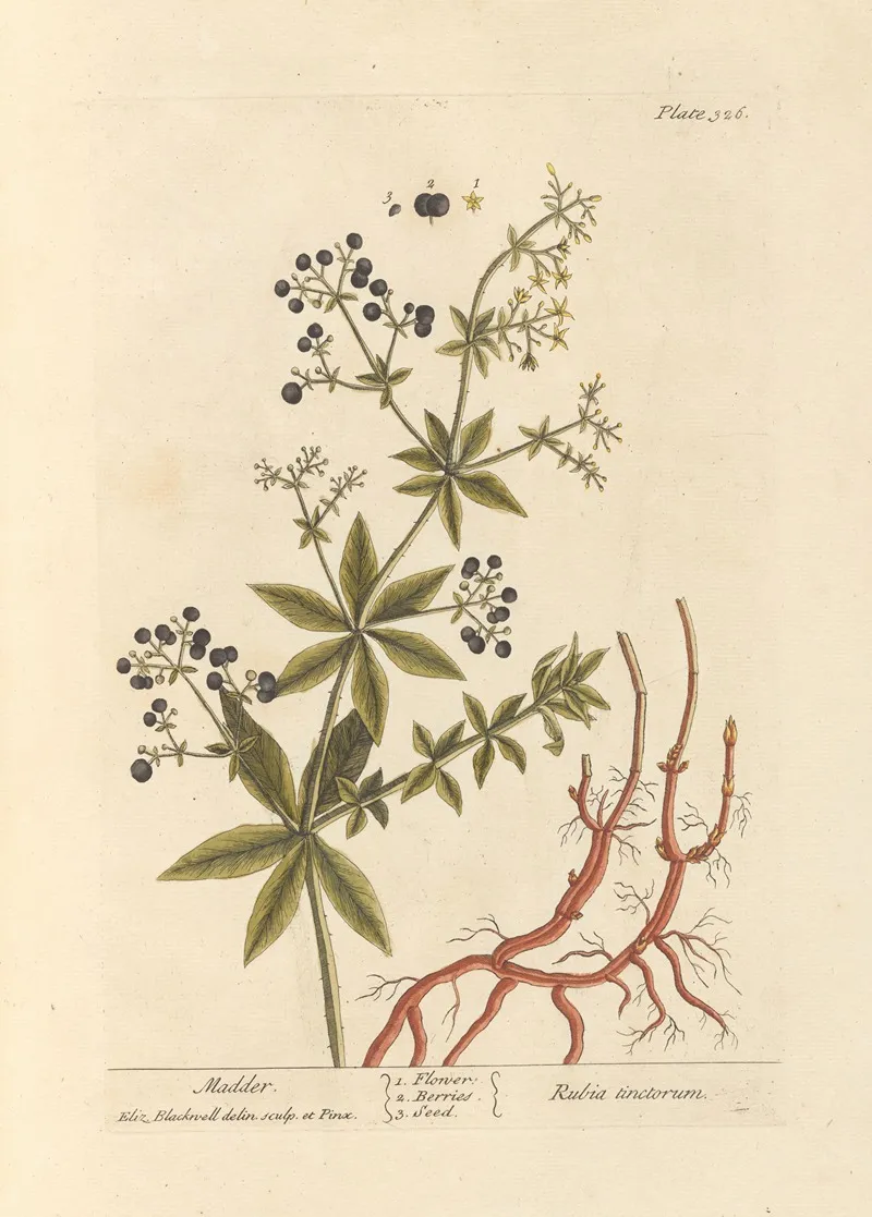 Madder Wall Art by Elizabeth Blackwell - High-Resolution Digital Print