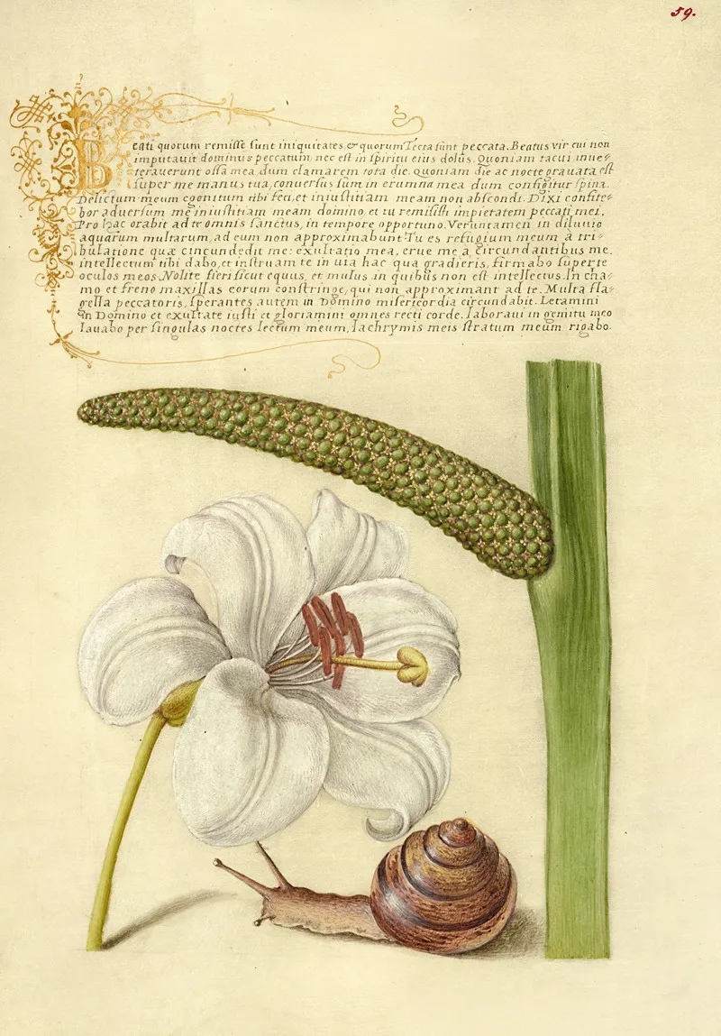 Madonna Lily Terrestrial Mollusk And Sweet Flag