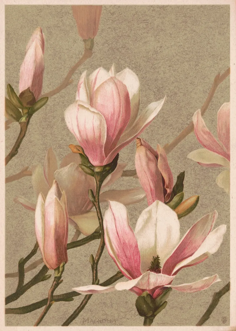 Magnolia 7
