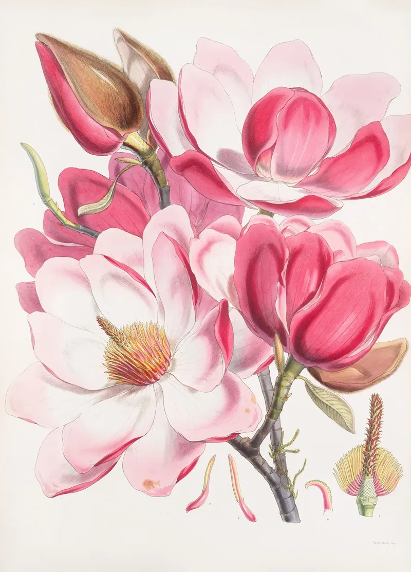 Magnolia Campbellii H F Et T Flowering Plant 2 Wall Art by Walter Hood Fitch - High-Resolution Digital Print