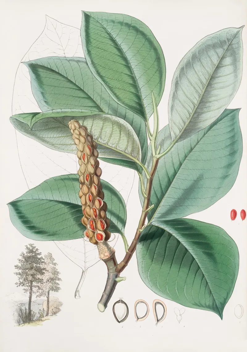 Magnolia Campbellii H F Et T Fruiting Plant In Foliage 2 Wall Art by Walter Hood Fitch - High-Resolution Digital Print