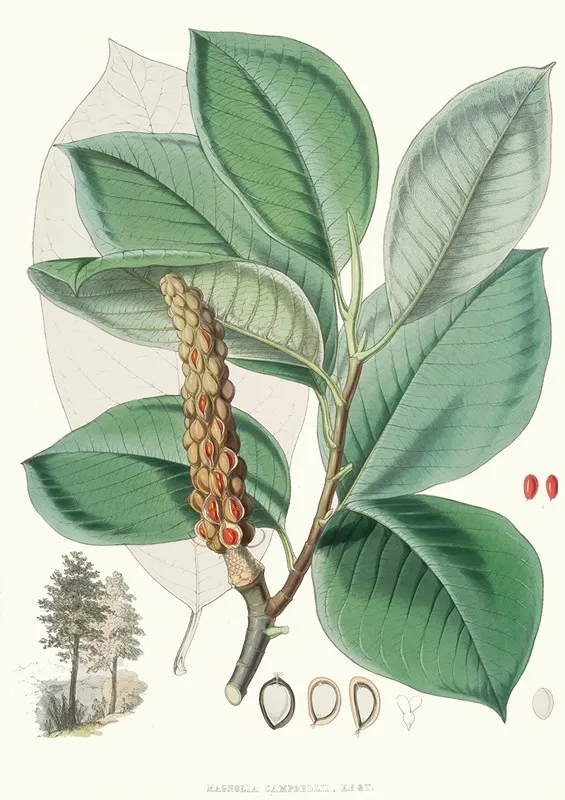 Magnolia Campbellii H F Et T Fruiting Plant In Foliage Wall Art by Walter Hood Fitch - High-Resolution Digital Print