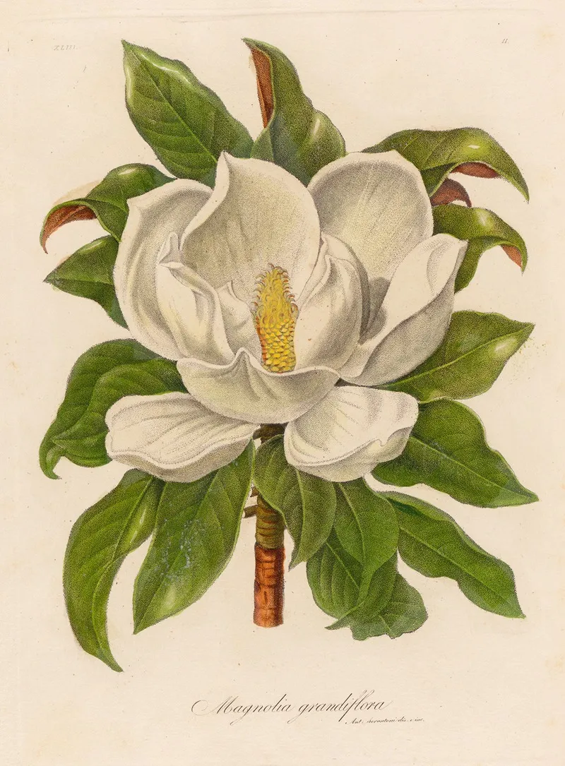 Magnolia Grandiflora Wall Art by Gaetano Savi - High-Resolution Digital Print
