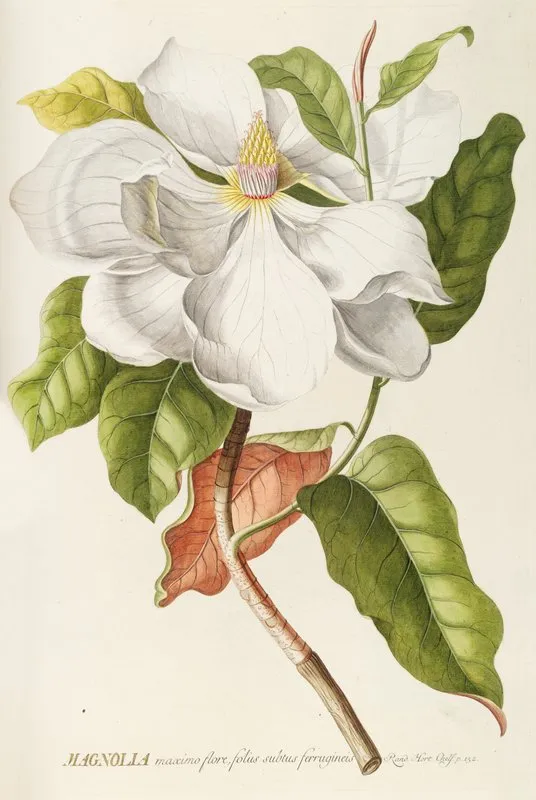 Magnolia Ii Wall Art by Georg Dionysius Ehret - High-Resolution Digital Print