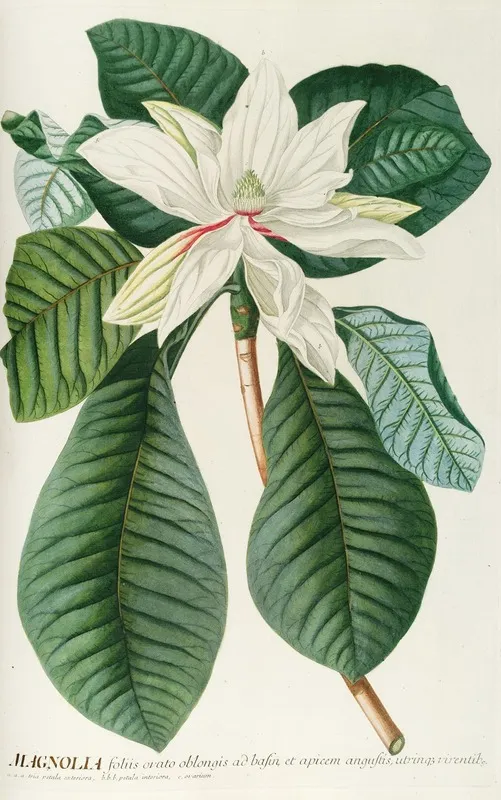 Magnolia Iii Wall Art by Georg Dionysius Ehret - High-Resolution Digital Print