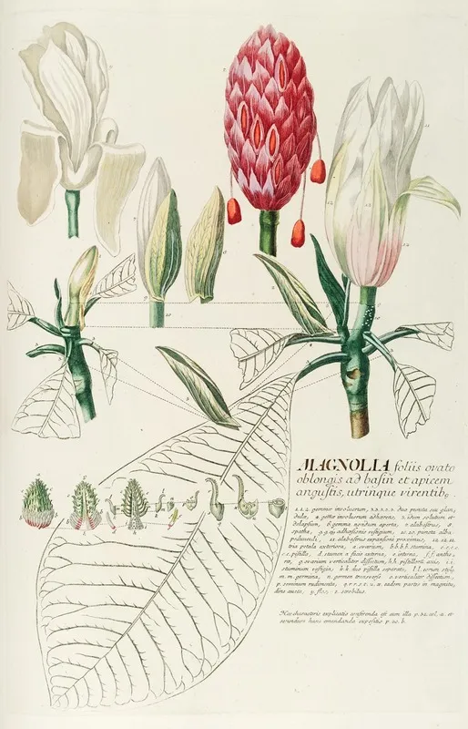Magnolia Iv Wall Art by Georg Dionysius Ehret - High-Resolution Digital Print