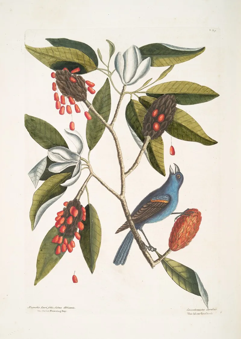 Magnolia Lauri Folio Subtus Albicante The Sweet Flowring Bay Coccothraustes Coeruleus The Blew Grosbeak Wall Art by Mark Catesby - High-Resolution Digital Print