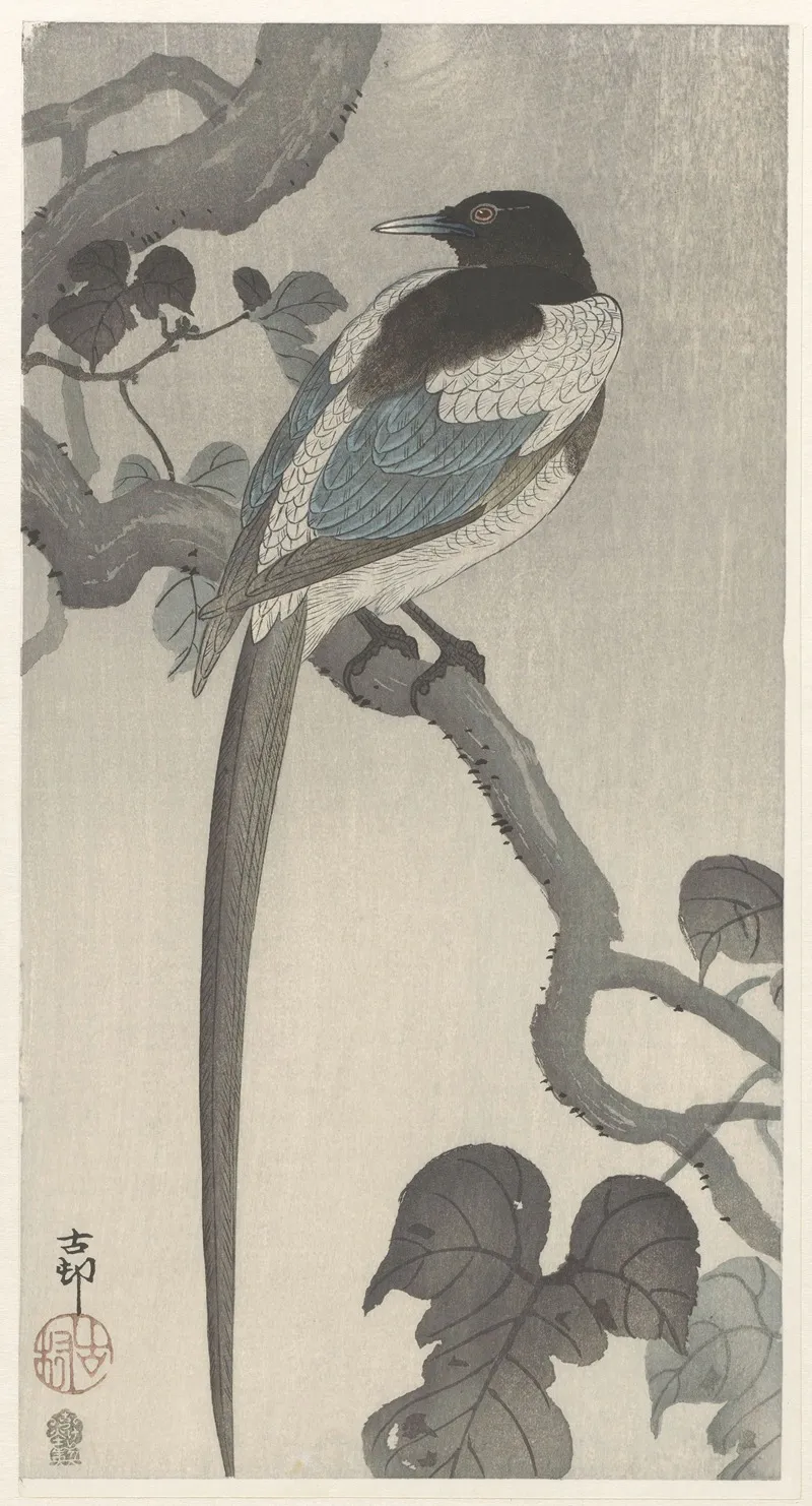 Magpie On Tree Branch