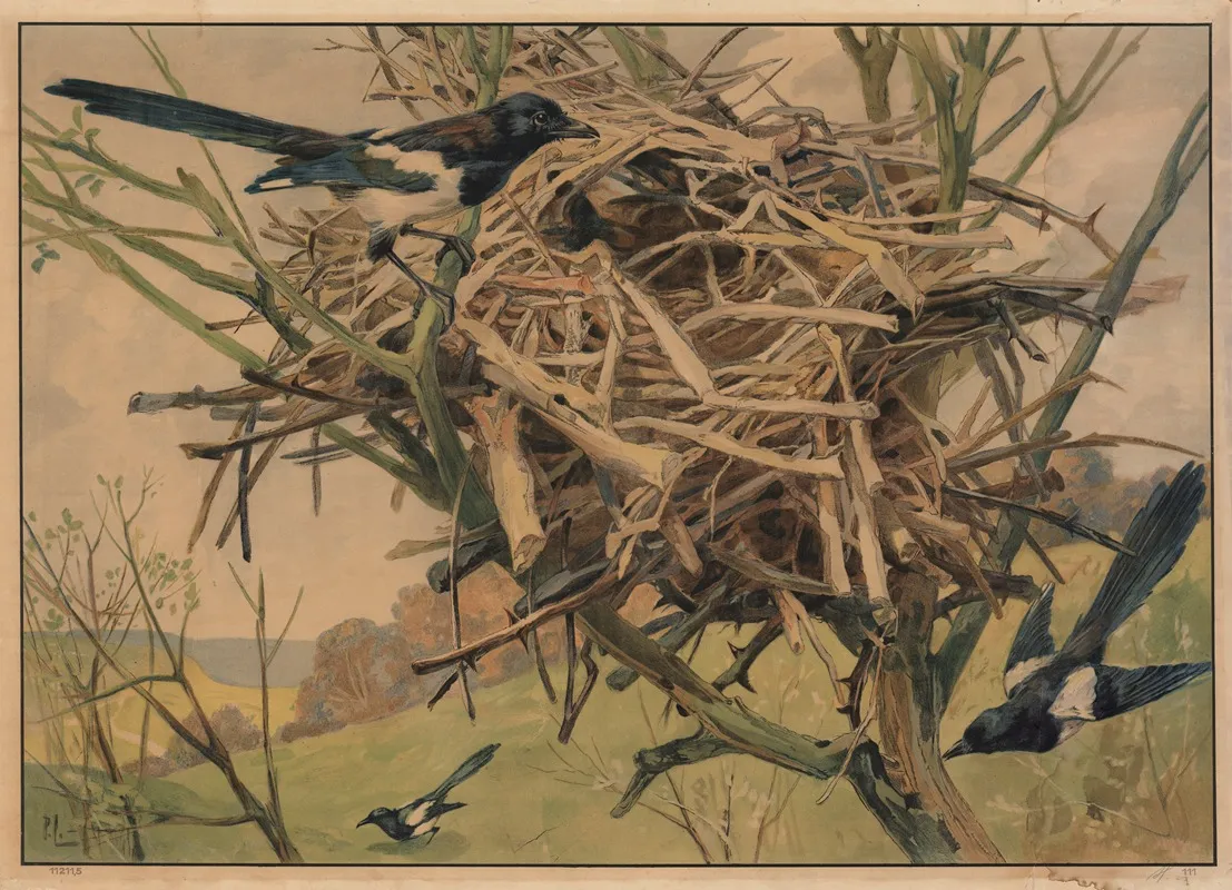 Magpie