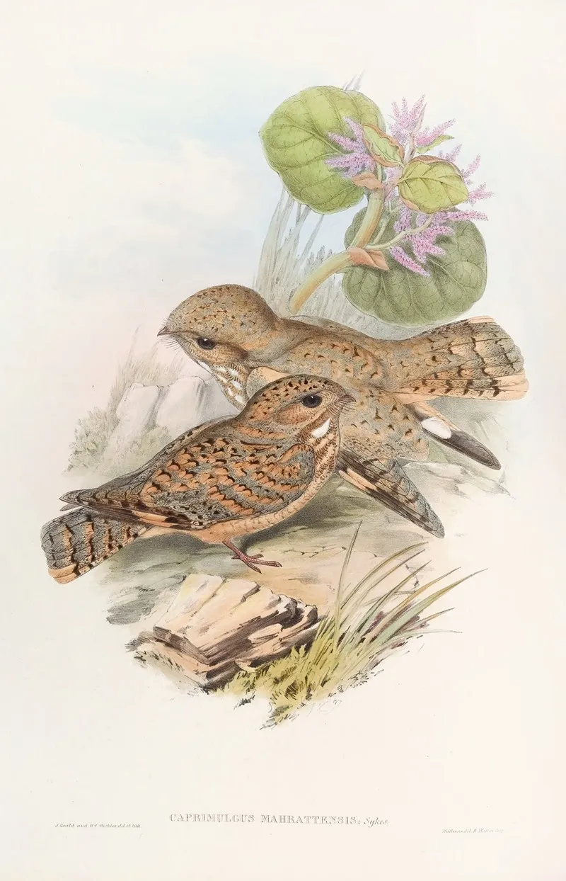 Mahratta Nightjar Wall Art by John Gould - High-Resolution Digital Print